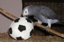 ball