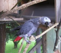 guckt