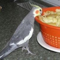 nudel